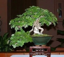 Boston Ivy Plant - Parthenocissus Ticuspidata Veitchii - 2.5" Pot 6 Boston Ivy Plant - Parthenocissus Ticuspidata Veitchii - 2.5" Pot -Plant Sale Shop 1102139615544 bostonivy 56930.1615344744