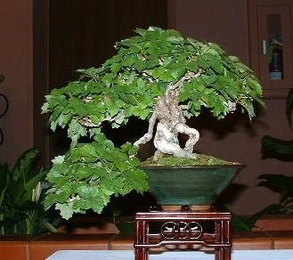 Boston Ivy Plant - Parthenocissus Ticuspidata Veitchii - 2.5" Pot 3 Boston Ivy Plant - Parthenocissus Ticuspidata Veitchii - 2.5" Pot - Image 3