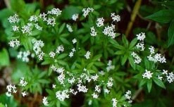 Sweet Woodruff Perennial Plant - Galium-Herb/Groundcover - Gallon Pot -Plant Sale Shop 1113767622891 agaliodo2 35151.1649461190
