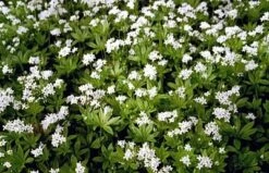 Sweet Woodruff Perennial Plant - Galium-Herb/Groundcover - Gallon Pot -Plant Sale Shop 1115743165974 waldmeister 25024.1649461190