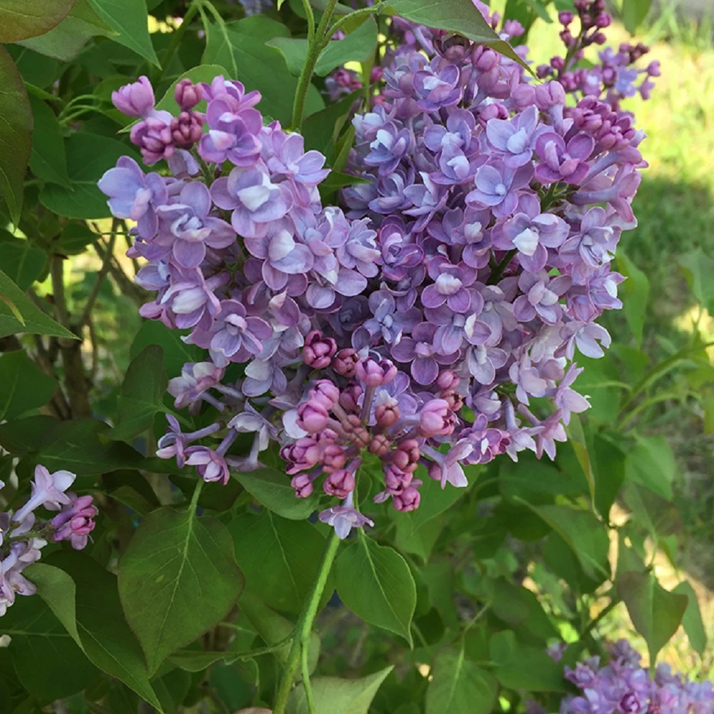 Scentara® Double Blue Lilac - 4" Pot - Syringa - Proven Winners 1 Scentara® Double Blue Lilac - 4" Pot - Syringa - Proven Winners