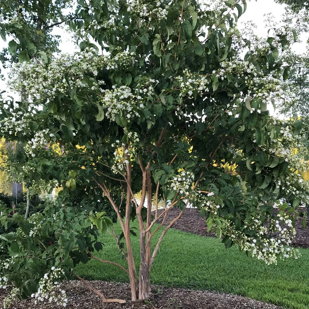Temple Of Bloom® - Seven-Son Flower - 4" Pot - Heptacodium - Proven Winners 1 Temple Of Bloom® - Seven-Son Flower - 4" Pot - Heptacodium - Proven Winners