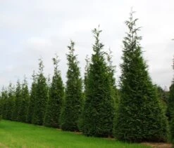 Green Giant Arborvitae - 4" Pot - Thuja
