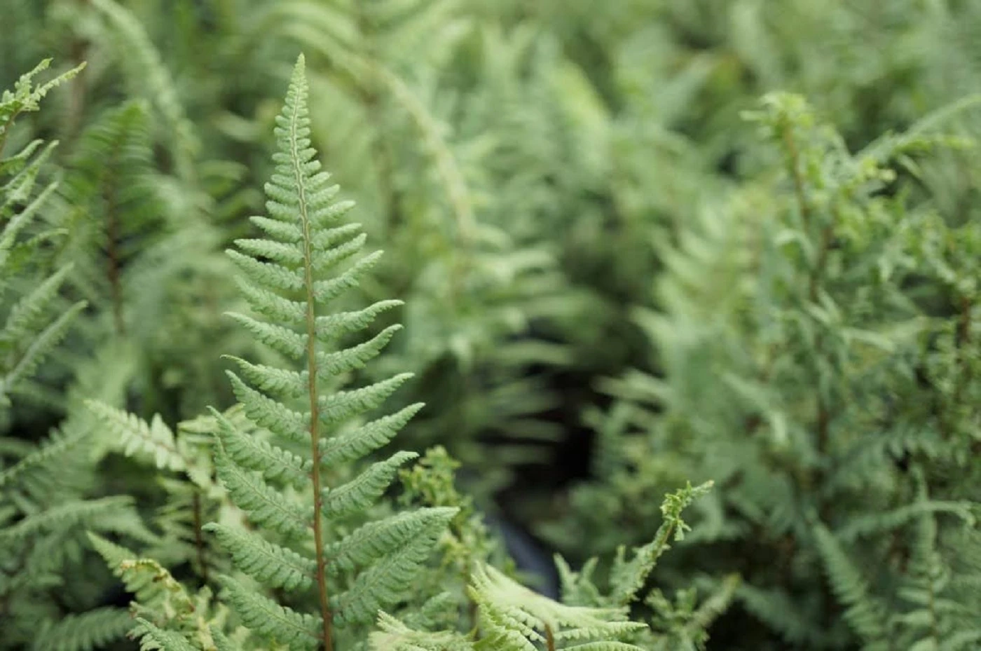 Ghost Hardy Perennial Fern - Athyrium Filix - Gallon Pot 1 Ghost Hardy Perennial Fern - Athyrium Filix - Gallon Pot