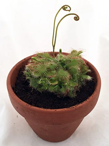 Spoonleaf Carnivorous Sundew Plant -Drosera Spathulata-2" Pot-Collector's Series 2 Spoonleaf Carnivorous Sundew Plant -Drosera Spathulata-2" Pot-Collector's Series - Image 2