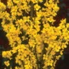 Show Off® - Forsythia X 'Mindor' PP19,321 - Proven Winners - 4" Pot