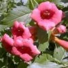 Flamenco Trumpet Vine - Campsis - 2.5" Pot