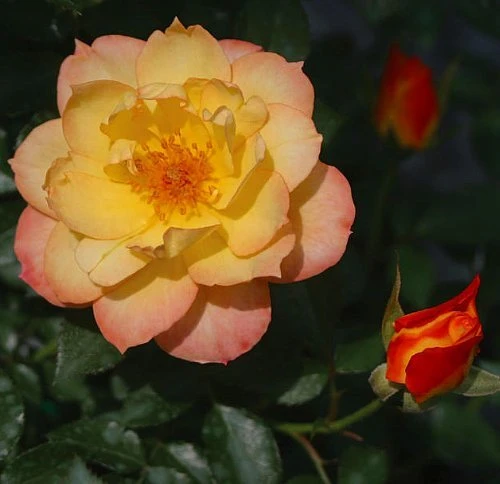 OSO EASY® Italian Ice Rose- Rebloomer- Proven Winners - 4" Pot 3 OSO EASY® Italian Ice Rose- Rebloomer- Proven Winners - 4" Pot - Image 3
