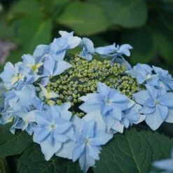Tuff Stuff™ Ah-Ha Mountain Hydrangea Bush - Rebloomer - 4" Pot - Proven Winners -Plant Sale Shop 567 2167 thumb 51531.1615344663