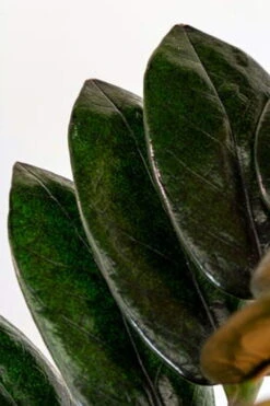 Black Queen ZZ Plant - Zamioculcas - 4" Pot - Collector's -Plant Sale Shop 59caa9tyr5871 76631 68569.1686716410