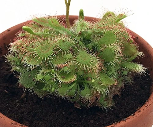 Spoonleaf Carnivorous Sundew Plant -Drosera Spathulata-2" Pot-Collector's Series 3 Spoonleaf Carnivorous Sundew Plant -Drosera Spathulata-2" Pot-Collector's Series - Image 3