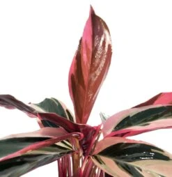 Tricolor Prayer Plant - Stromanthe Triostar - Easy To Grow House Plant - 4" Pot -Plant Sale Shop 61kpklzwlpl. sl1030 33620.1613099274