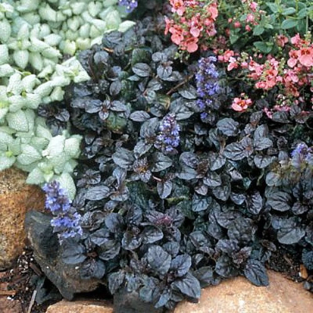 Mahogany Ajuga - Carpet Bugle - 48 Plants - 1 3/4" Pots 1 Mahogany Ajuga - Carpet Bugle - 48 Plants - 1 3/4" Pots
