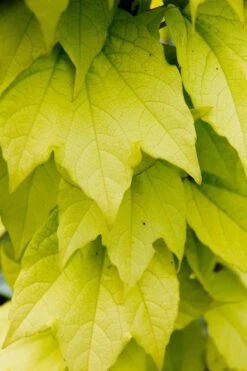 Fenway Park Golden Boston Ivy Plant - Parthenocissus - 2.5" Pot 5 Fenway Park Golden Boston Ivy Plant - Parthenocissus - 2.5" Pot -Plant Sale Shop 71no9chqycl. sl1024 61151.1615344783
