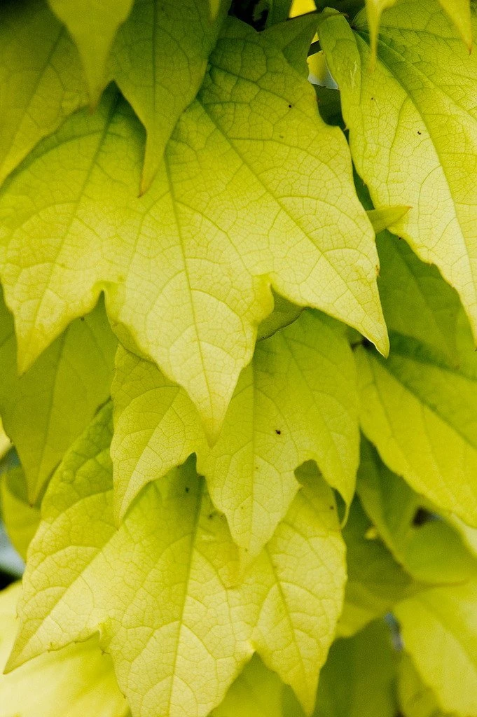 Fenway Park Golden Boston Ivy Plant - Parthenocissus - 2.5" Pot 3 Fenway Park Golden Boston Ivy Plant - Parthenocissus - 2.5" Pot - Image 3