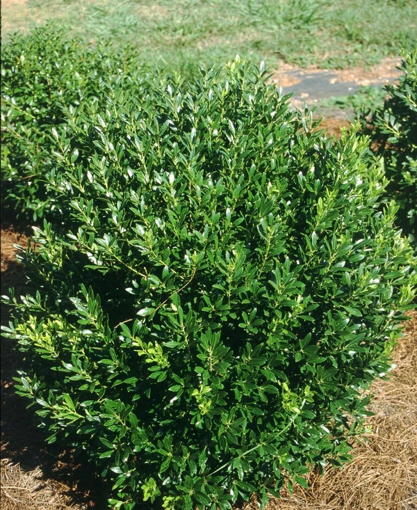 Shamrock Inkberry Holly - 4" Pot - Ilex Glabra 1 Shamrock Inkberry Holly - 4" Pot - Ilex Glabra
