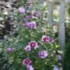 Purple Pillar® Hibiscus - 4" Pot - Rose Of Sharon - Proven Winners