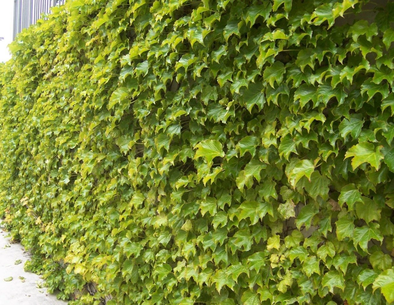 Fenway Park Golden Boston Ivy Plant - Parthenocissus - 2.5" Pot 1 Fenway Park Golden Boston Ivy Plant - Parthenocissus - 2.5" Pot