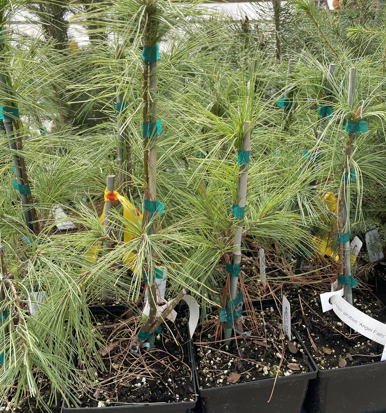 Angel Falls Weeping Eastern White Pine - Pinus Strobus Pendula - 5.5" Pot 1 Angel Falls Weeping Eastern White Pine - Pinus Strobus Pendula - 5.5" Pot