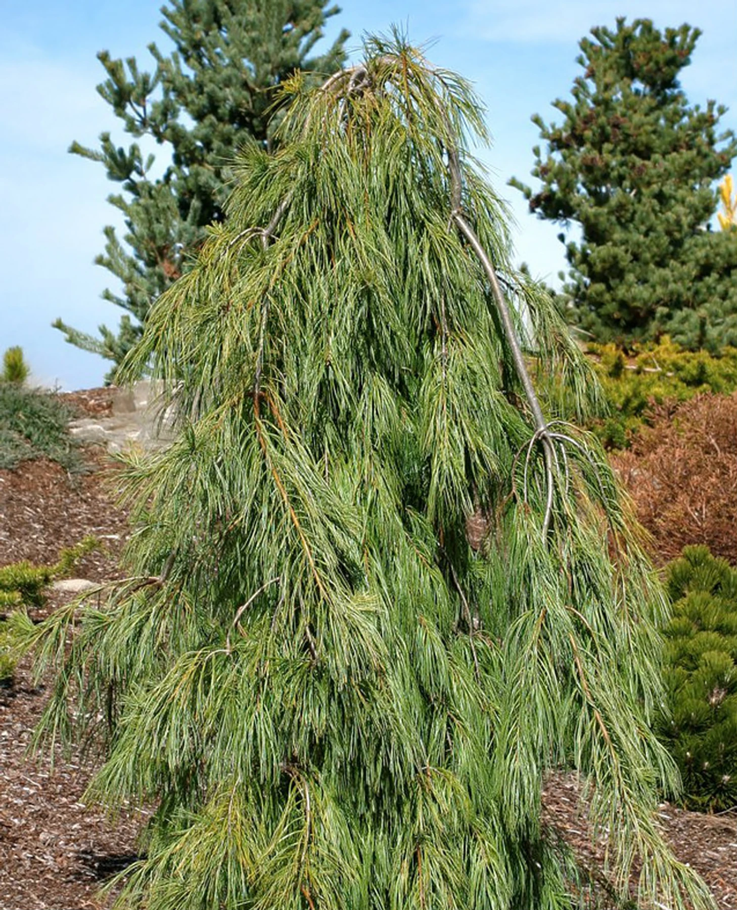 Angel Falls Weeping Eastern White Pine - Pinus Strobus Pendula - 5.5" Pot 2 Angel Falls Weeping Eastern White Pine - Pinus Strobus Pendula - 5.5" Pot - Image 2