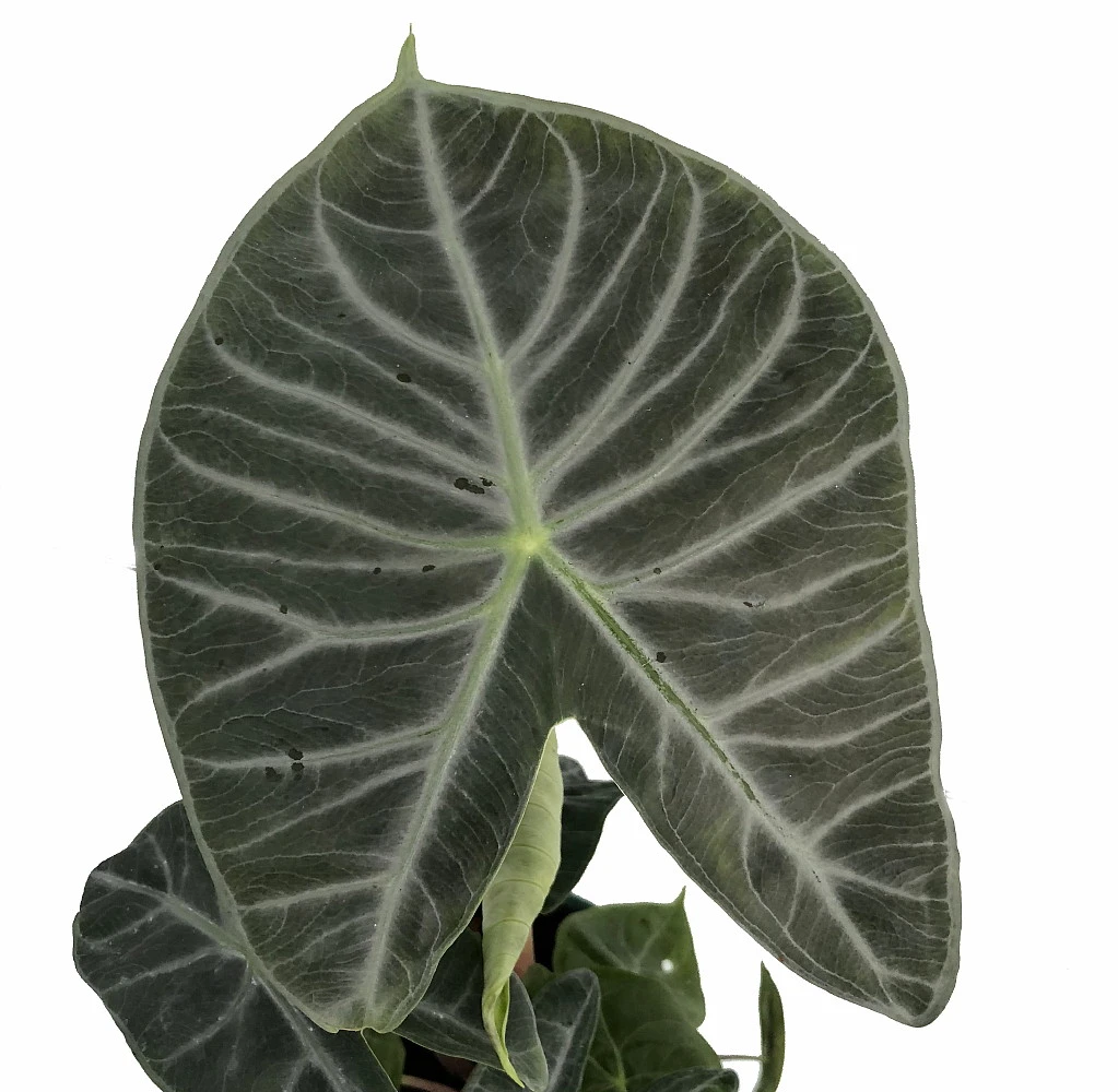 Ivory Coast African Mask Plant - Elephant Ear - Alocasia - Indoors/Out - 4" Pot 2 Ivory Coast African Mask Plant - Elephant Ear - Alocasia - Indoors/Out - 4" Pot - Image 2