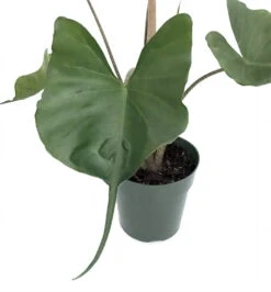 Rare Stingray Plant - Alocasia - Elephant Ears - 4" Pot - Collector's Series -Plant Sale Shop alocasiastingrayhr3 87479.1635359237