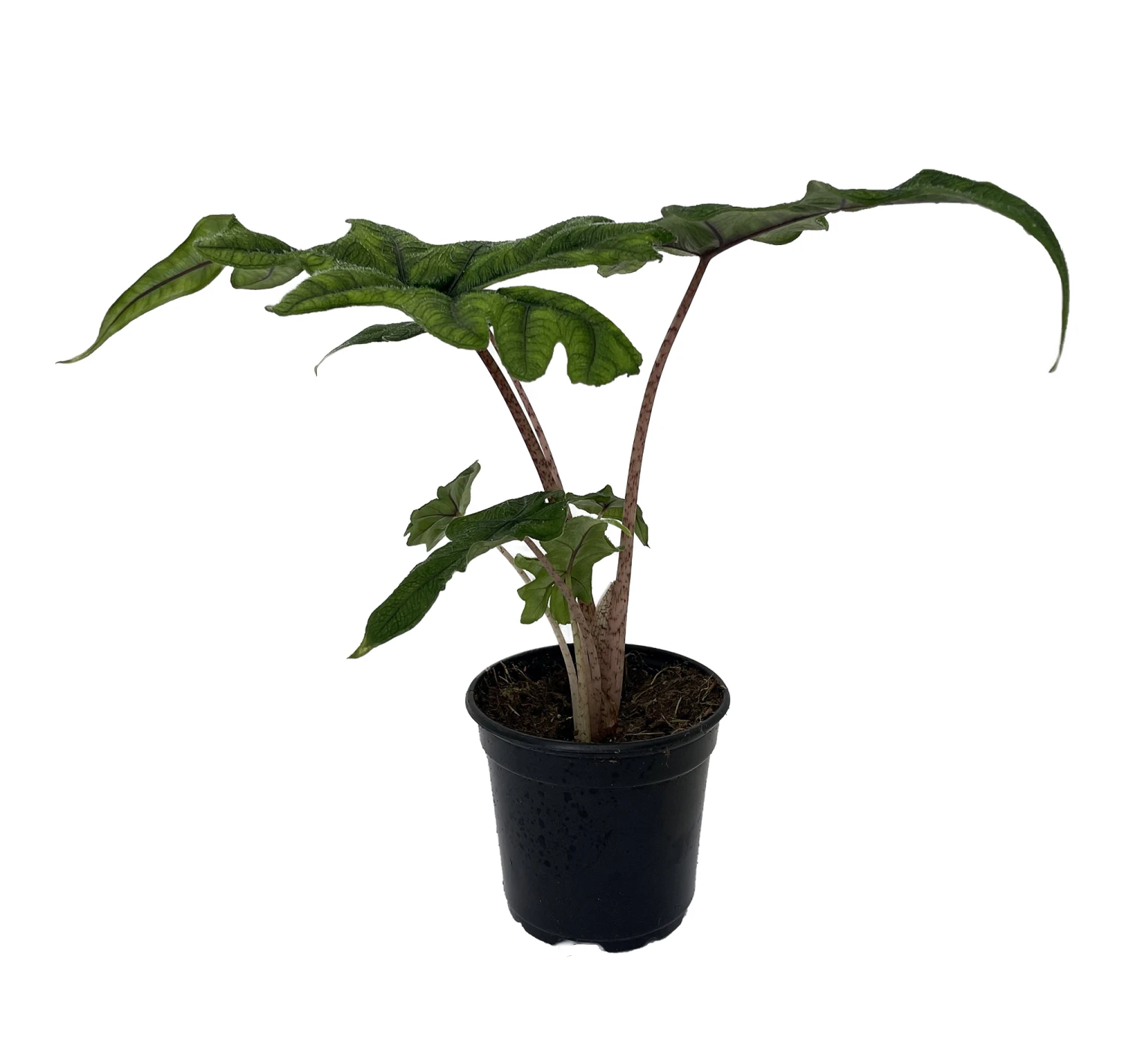 Jacklyn Alocasia Tandurusa - 4" Pot - Collector's Series 2 Jacklyn Alocasia Tandurusa - 4" Pot - Collector's Series - Image 2