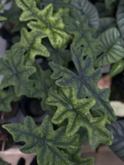 Jacklyn Alocasia Tandurusa - 4" Pot - Collector's Series 9 Jacklyn Alocasia Tandurusa - 4" Pot - Collector's Series -Plant Sale Shop alojacklyn3 77884.1661363252