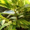 Variegated Ginger Plant - Alpinia Zerumbet - Spicy Fragrance/Edible - 6" Pot