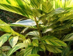 Variegated Ginger Plant - Alpinia Zerumbet - Spicy Fragrance/Edible - 6" Pot