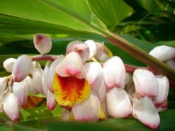 Variegated Ginger Plant - Alpinia Zerumbet - Spicy Fragrance/Edible - 6" Pot -Plant Sale Shop alpiniazerumbetvariegada4 01308.1688063900