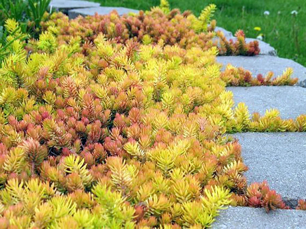 Angelina Sedum - Stonecrop Ground Cover - Live Plant - Quart Pot 2 Angelina Sedum - Stonecrop Ground Cover - Live Plant - Quart Pot - Image 2