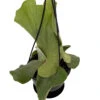 Angola Staghorn Fern - Platycerium Elephantotis - 4.5" Black Hanging Basket