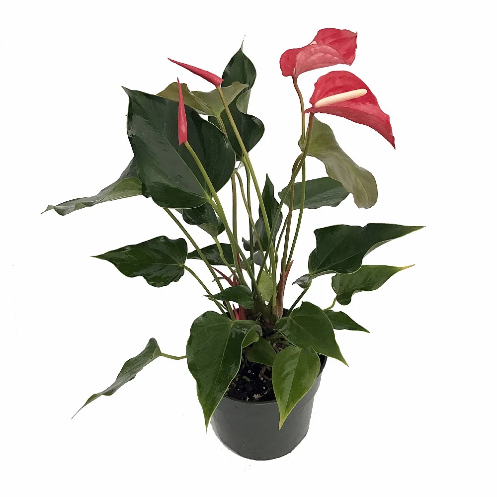 Aren't You Orange Anthurium Plant - Easy To Grow House Plant - 6" Pot 3 Aren't You Orange Anthurium Plant - Easy To Grow House Plant - 6" Pot - Image 3