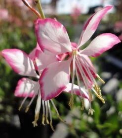 Rosy Jane Whirling Butterflies Perennial - Gaura - Live Plant - Quart Pot -Plant Sale Shop api0jwxme 25258.1592323456