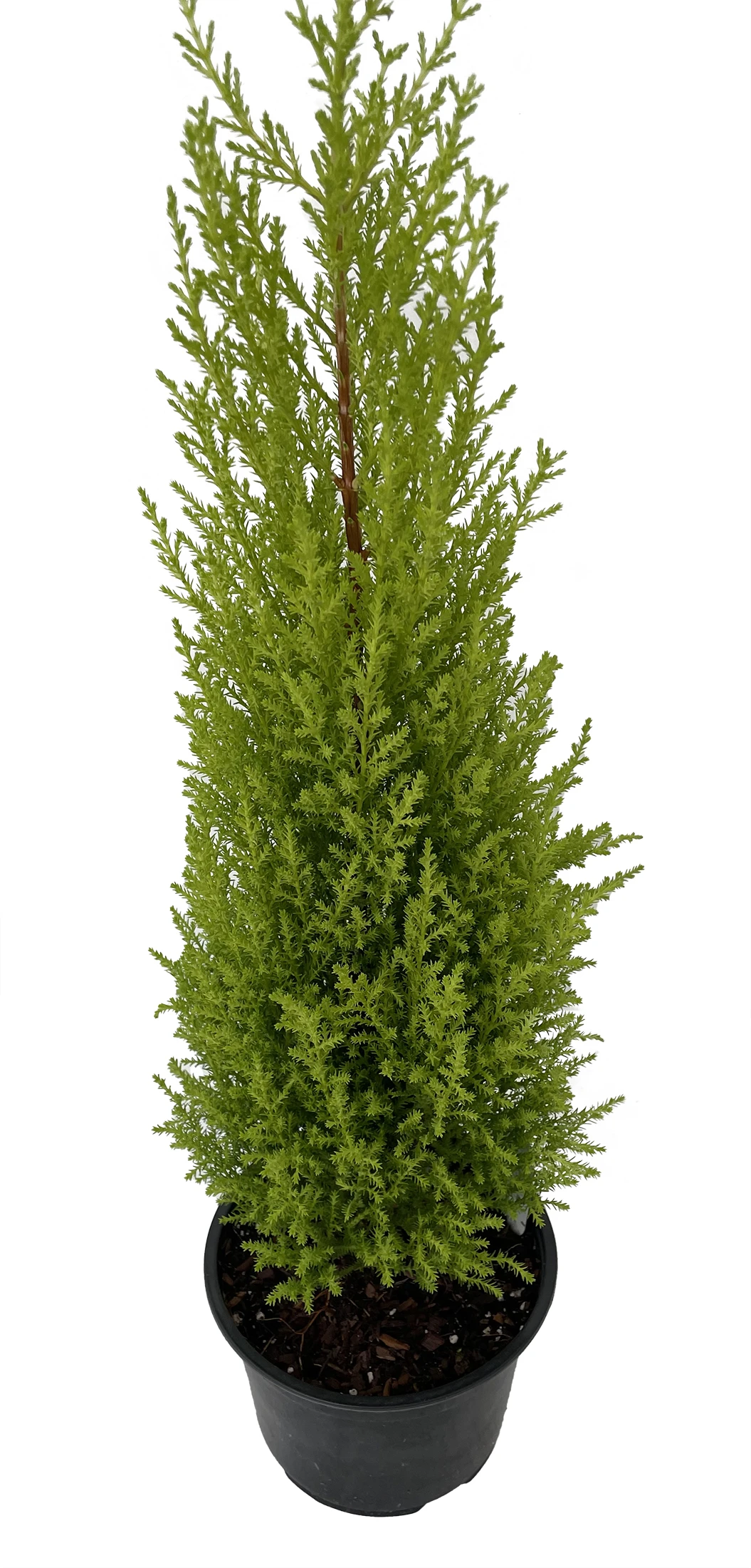 Lemon Scented Goldcrest Cypress Tree - Indoors/Out - 6" Pot 2 Lemon Scented Goldcrest Cypress Tree - Indoors/Out - 6" Pot - Image 2