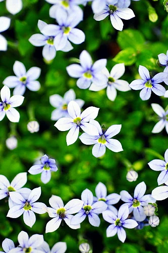 Blue Star Creeper - Isotoma - 3 Seasons Of Blooms - Gallon Pot 1 Blue Star Creeper - Isotoma - 3 Seasons Of Blooms - Gallon Pot