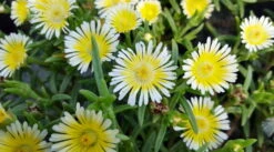 Delosperma WOW (Wheels Of Wonder) Limoncello Ice Plant - Live Plant - Quart Pot