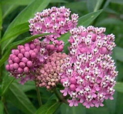 Soulmate Butterfly Weed- Asclepias - Vanilla Fragrance - Live Plant - Gallon Pot 6 Soulmate Butterfly Weed- Asclepias - Vanilla Fragrance - Live Plant - Gallon Pot -Plant Sale Shop api2h6ovv 53515.1592324695