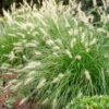 Hameln Dwarf Fountain Grass - Pennisetum - Hameln - Quart Pot