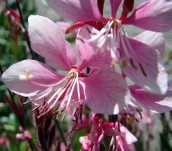 Siskiyou Pink Whirling Butterflies Perennial - Gaura - Quart Pot