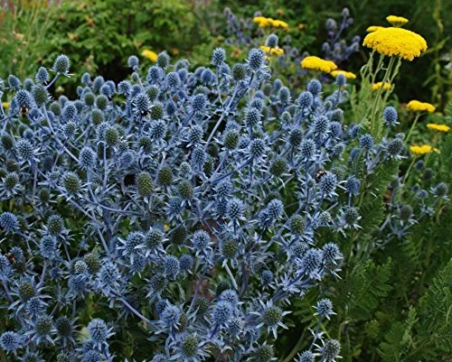 Blue Hobbit Sea Holly Perennial - Eryngium - Live Plant - Quart Pot 3 Blue Hobbit Sea Holly Perennial - Eryngium - Live Plant - Quart Pot - Image 3