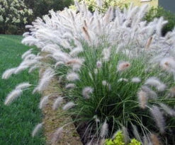 Hameln Dwarf Fountain Grass - Pennisetum - Hameln - Quart Pot -Plant Sale Shop api3ndan3 82097.1592333043