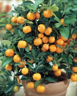 Miniature Orange Tree - Calamondin -8" Pot-NO SHIPPING TO TX, FL, AZ, CA, LA, HI 7 Miniature Orange Tree - Calamondin -8" Pot-NO SHIPPING TO TX, FL, AZ, CA, LA, HI -Plant Sale Shop api3ngp99 31356.1592325043