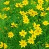 Zagreb Coreopsis Perennial Plant - AGM WINNER - Quart Pot