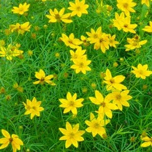 Zagreb Coreopsis Perennial Plant - AGM WINNER - Quart Pot 1 Zagreb Coreopsis Perennial Plant - AGM WINNER - Quart Pot