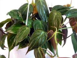 Rare Velvet Leaf Bronze Micans Vine - Philodendron - 4" Pot - Collector's Series 7 Rare Velvet Leaf Bronze Micans Vine - Philodendron - 4" Pot - Collector's Series -Plant Sale Shop api3ugsex 80503.1592323326