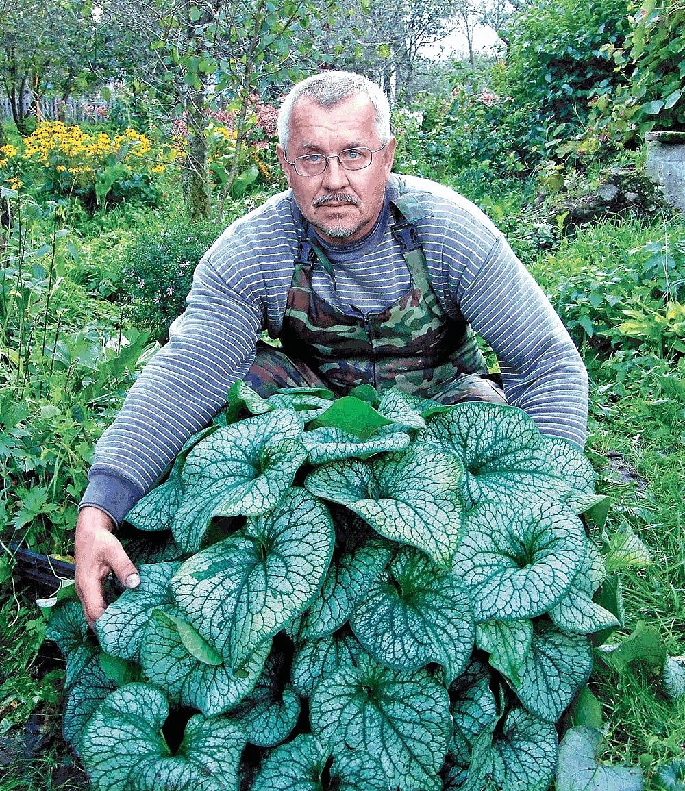 Alexander's Great Brunnera - Great In The Shade - Blue Flowers - Gallon Pot 2 Alexander's Great Brunnera - Great In The Shade - Blue Flowers - Gallon Pot - Image 2