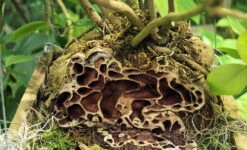 Selebicum Ant Farm Plant - Hydnophytum Moseleyanum - Easy House Plant - 5" Pot -Plant Sale Shop api4vldyo 48769.1592328082