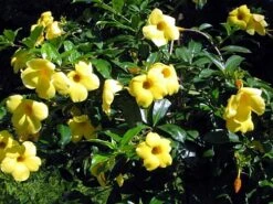 Golden Brazilian Jasmine Plant - Indoors/Out - Mandevilla - 6" Pot -Plant Sale Shop api52xinl 82694.1592323656